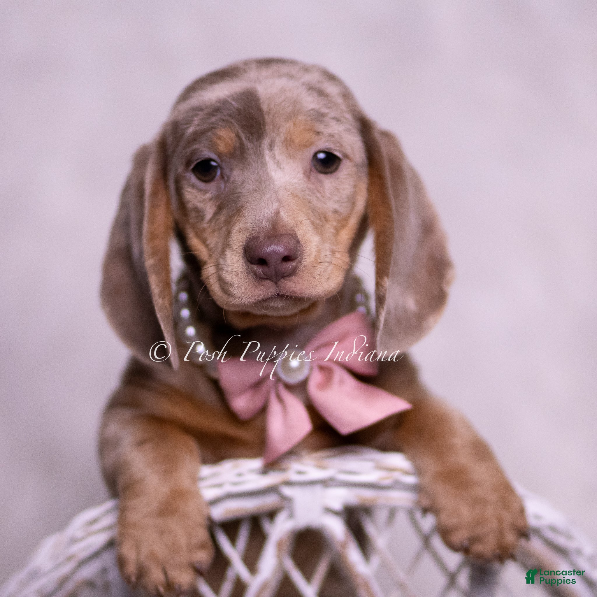 Miniature Dachshund dogs Miley - Ad 1