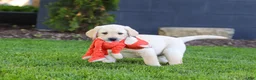 Labrador Retriever dogs for sale: Buster - Ad 8