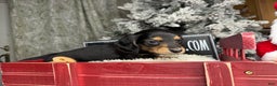 Miniature Dachshund dogs for sale: Import Akc PRA clear - Ad 4
