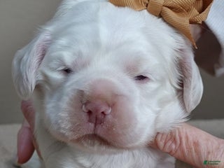 Cocker Spaniel dogs Momo - Ad 7