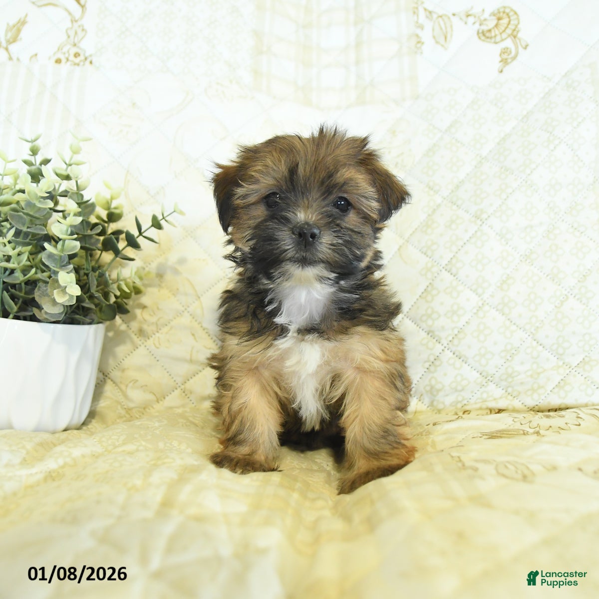 Shorkie dogs Kandy  - Ad 2