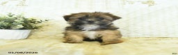 Shorkie dogs for sale: Kandy  - Ad 2