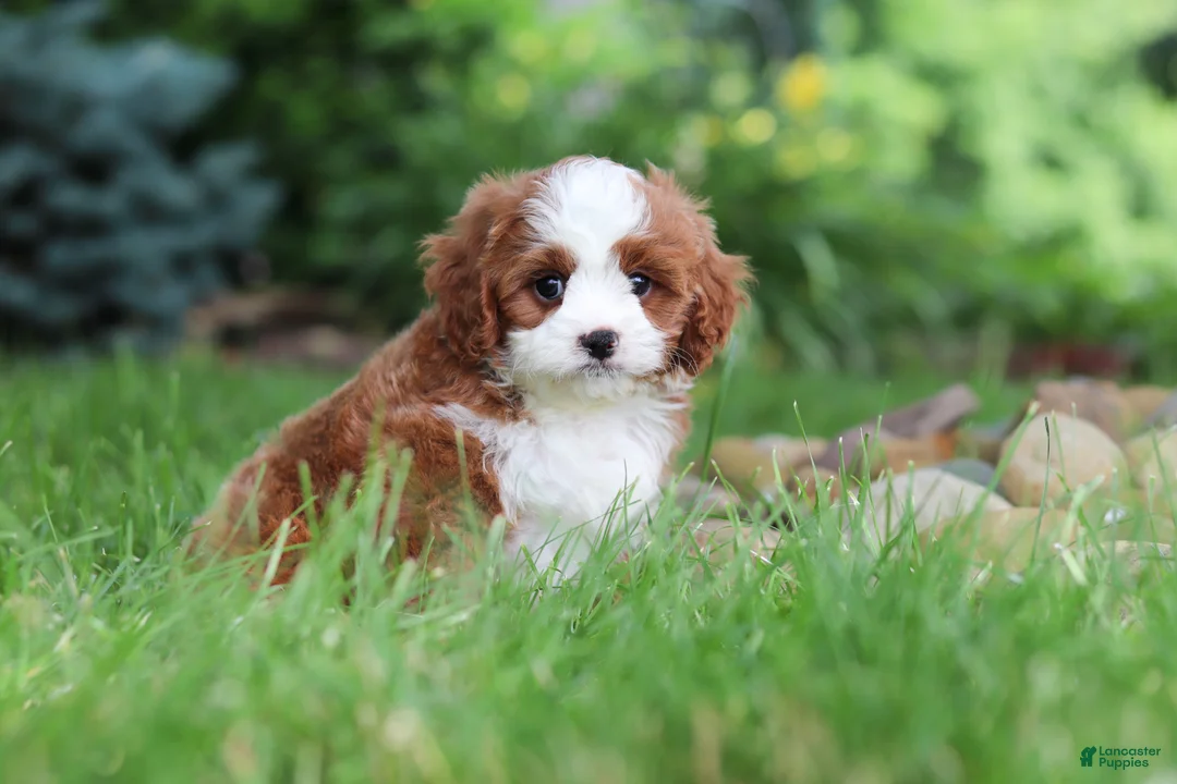 Cavapoo dogs for sale: Maverick - Ad 1