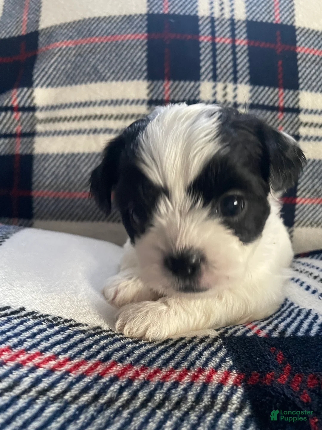 Mixed Breed dogs for sale: Piper - Ad 2