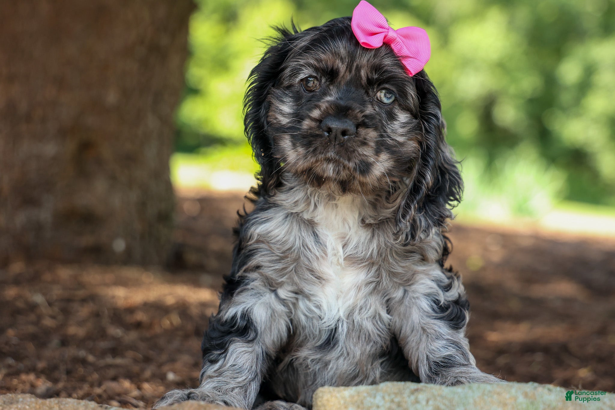 Cocker Spaniel dogs Bella 🐶💗 - Ad 1
