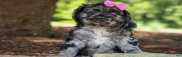Cocker Spaniel dogs for sale: Bella 🐶💗 - Ad 1