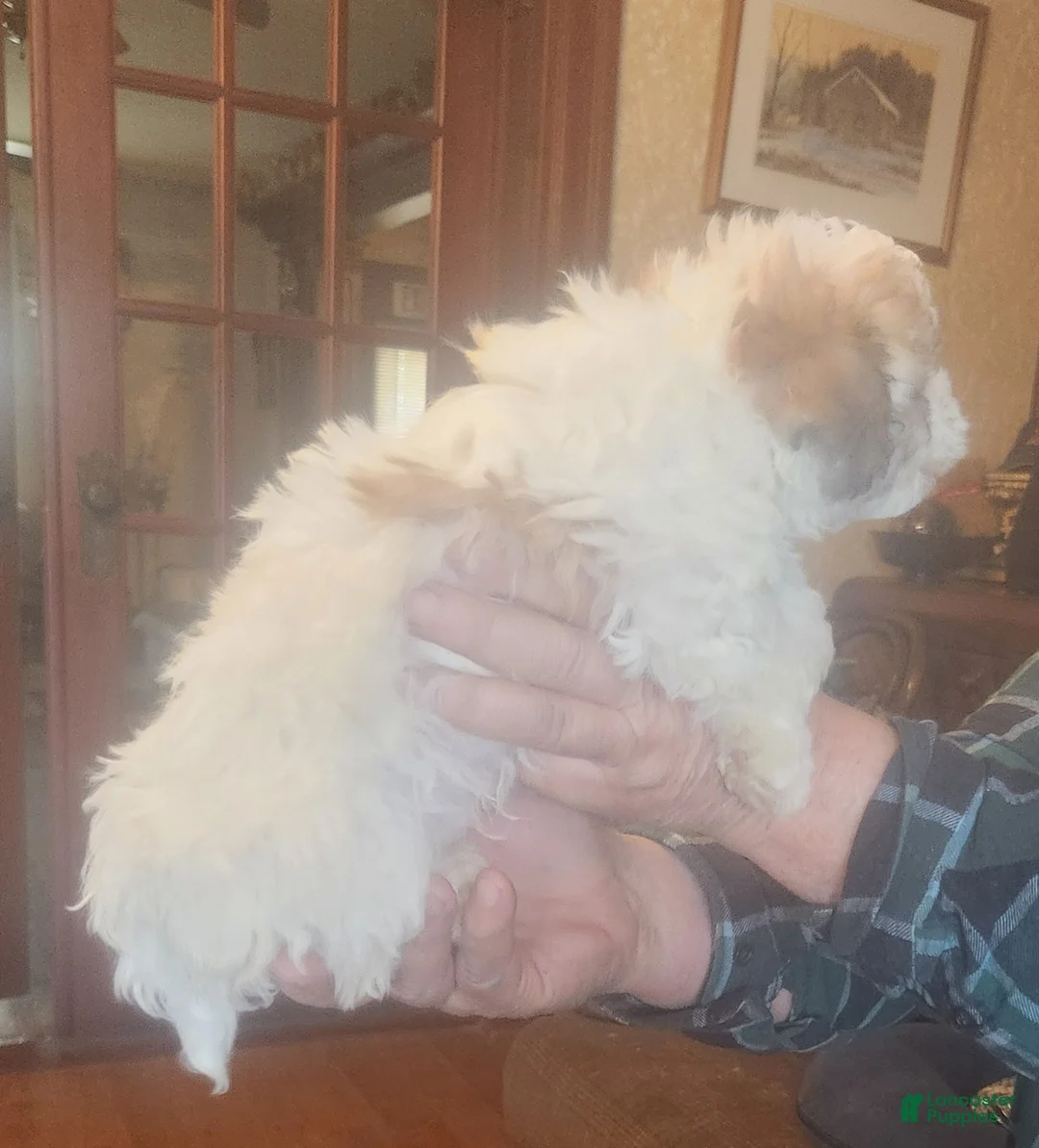 Havanese dogs for sale: Havanese Puppy 1 - Ad 3