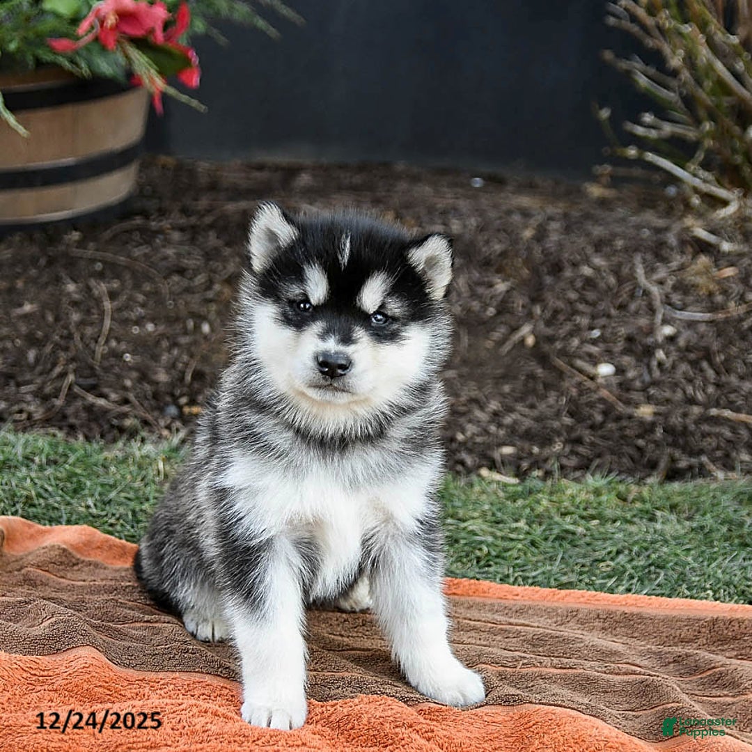 Alaskan Malamute dogs for sale: Josie - Ad 3