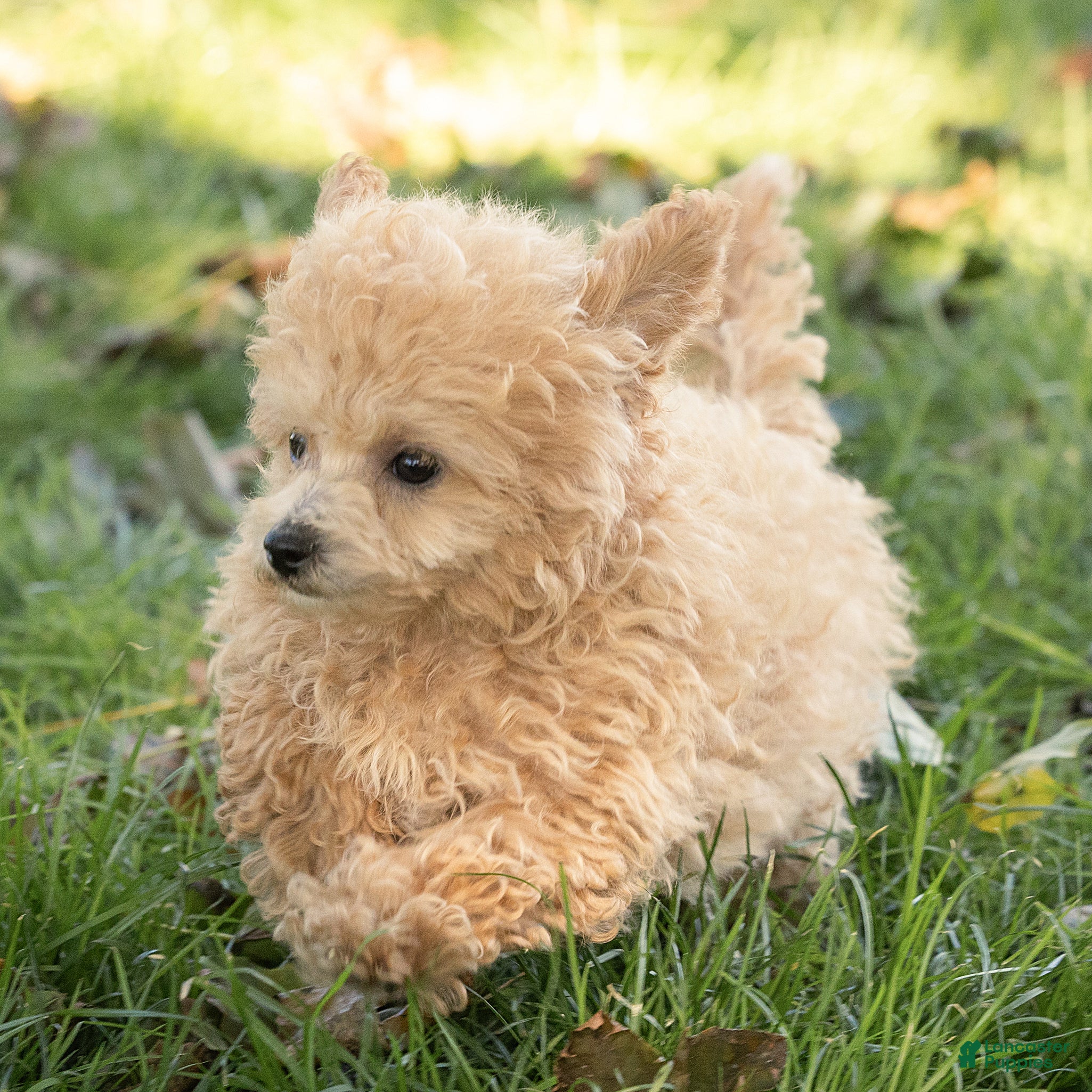 Maltipoo dogs for sale: Millie Maltipoo  - Ad 2