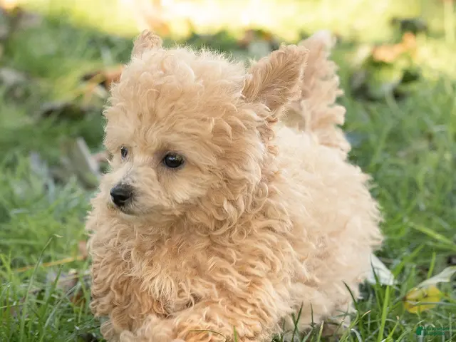 Maltipoo dogs for sale: Millie Maltipoo - Ad 2
