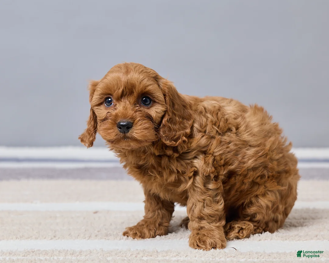Cavapoo dogs for sale: Brady - Ad 2