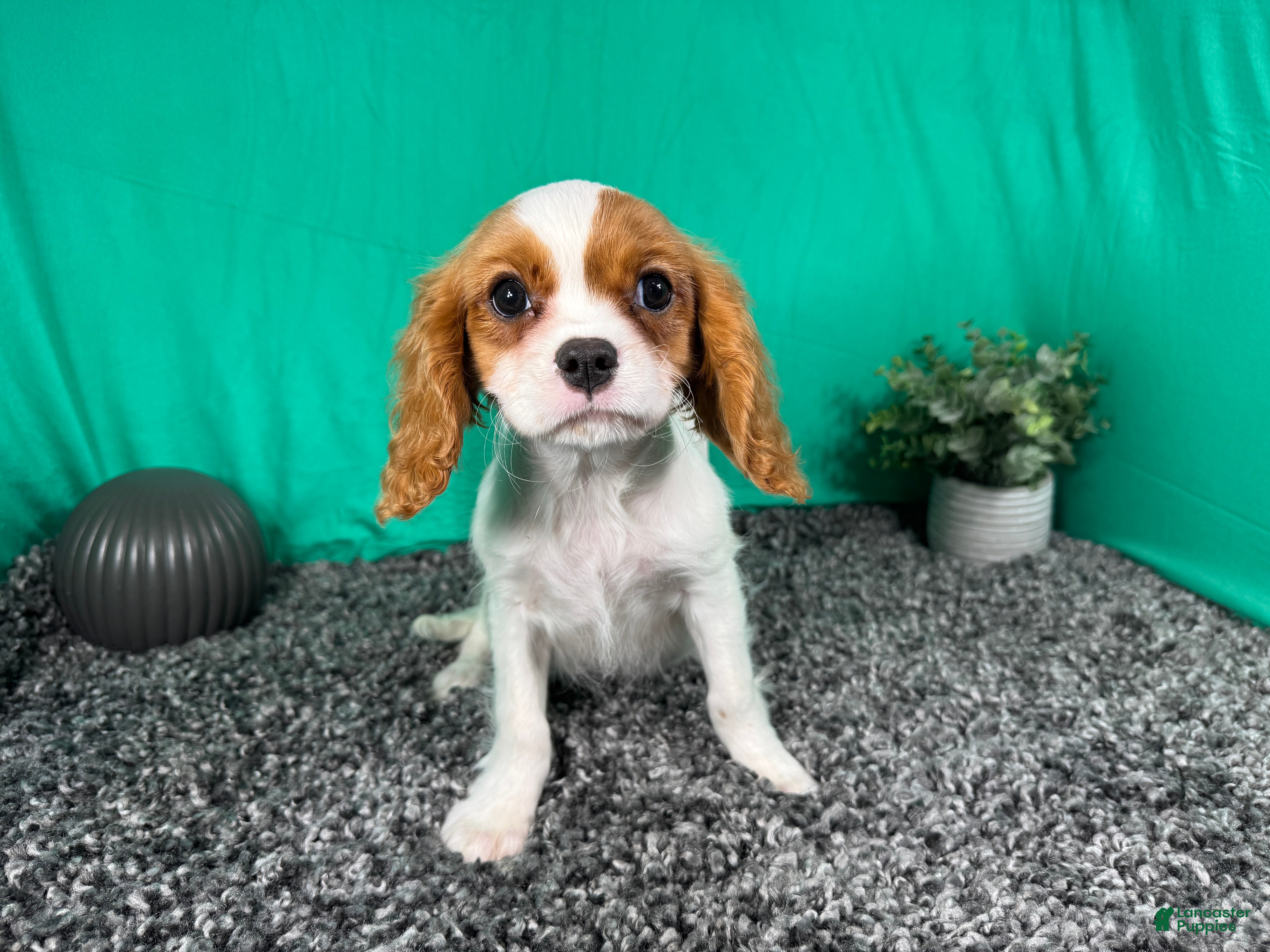Cavalier King Charles Spaniel dogs Cavalier King Charles Spaniel 2 - Ad 17
