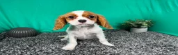 Cavalier King Charles Spaniel dogs for sale: Cavalier King Charles Spaniel 2 - Ad 1