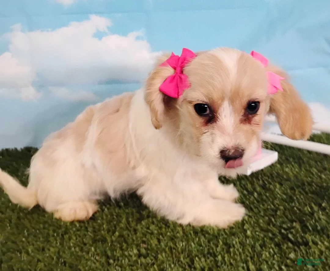 Cavachon dogs for sale: Bella - Ad 3