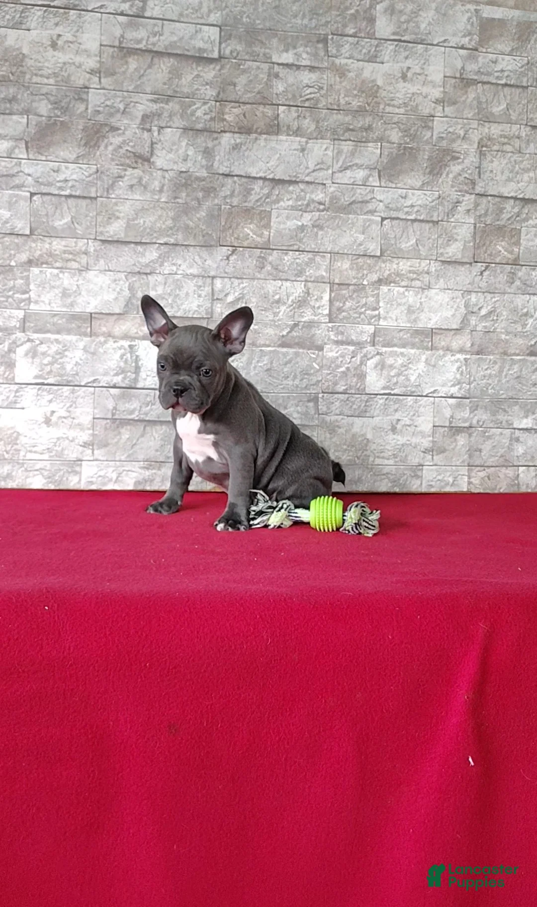 Mixed Breed dogs for sale: Amelia - Ad 2