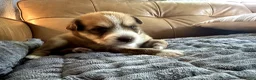Mixed Breed dogs for sale: Big Blue - Boy - Ad 3