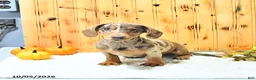 Miniature Dachshund dogs for sale: Brody - Ad 5