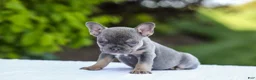 French Bulldog dogs for sale: Jana - Ad 5