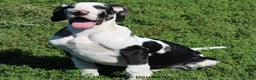 Great Dane dogs for sale: Great Dane Puppy 1 - Ad 5