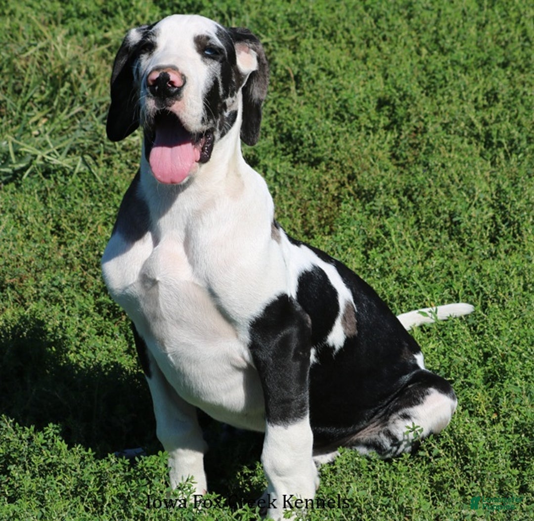 Great Dane dogs for sale: Great Dane Puppy 1 - Ad 5