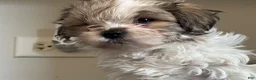 Mixed Breed dogs for sale: Spike - Ad 5