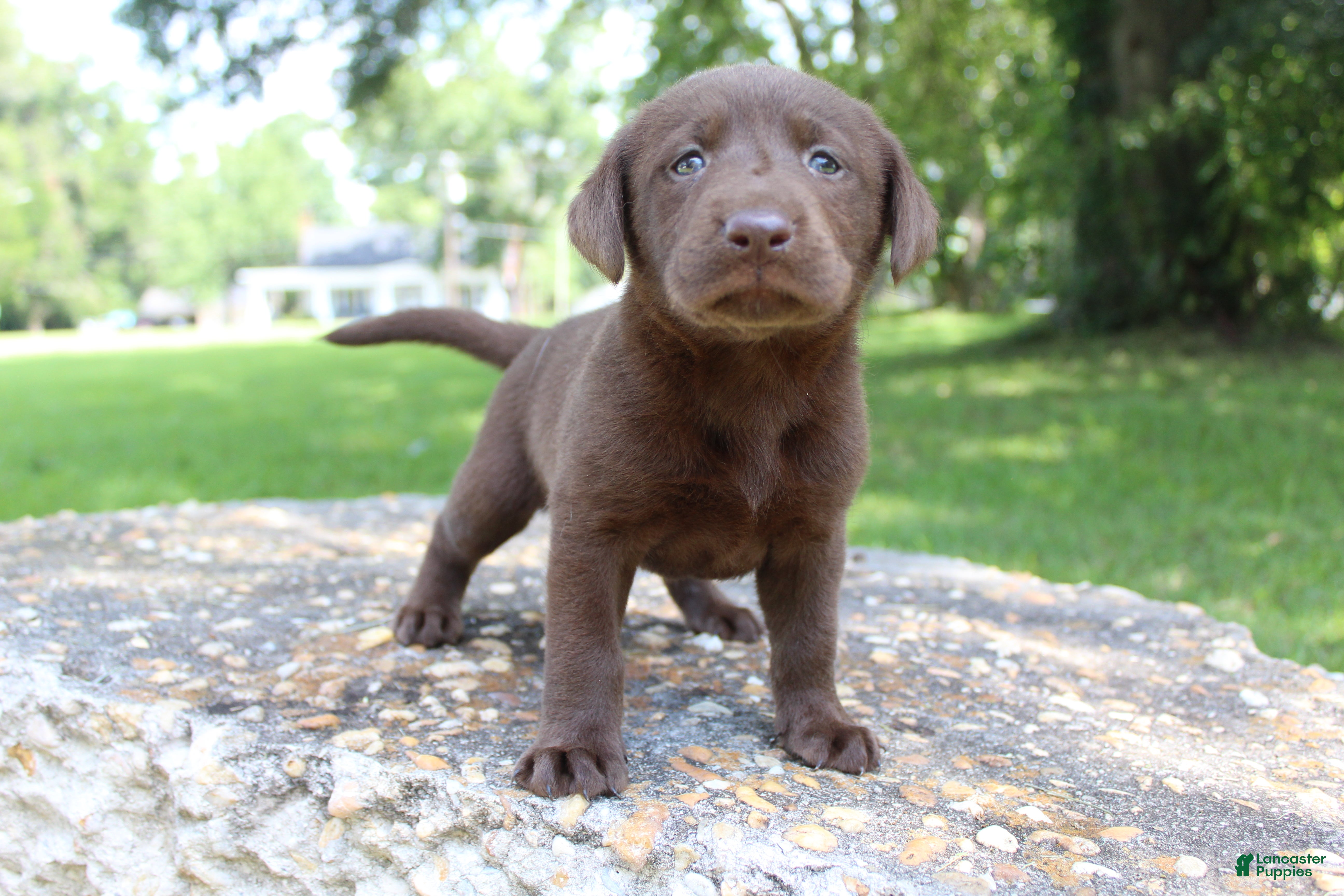 Labrador Retriever dogs Brook - Ad 15