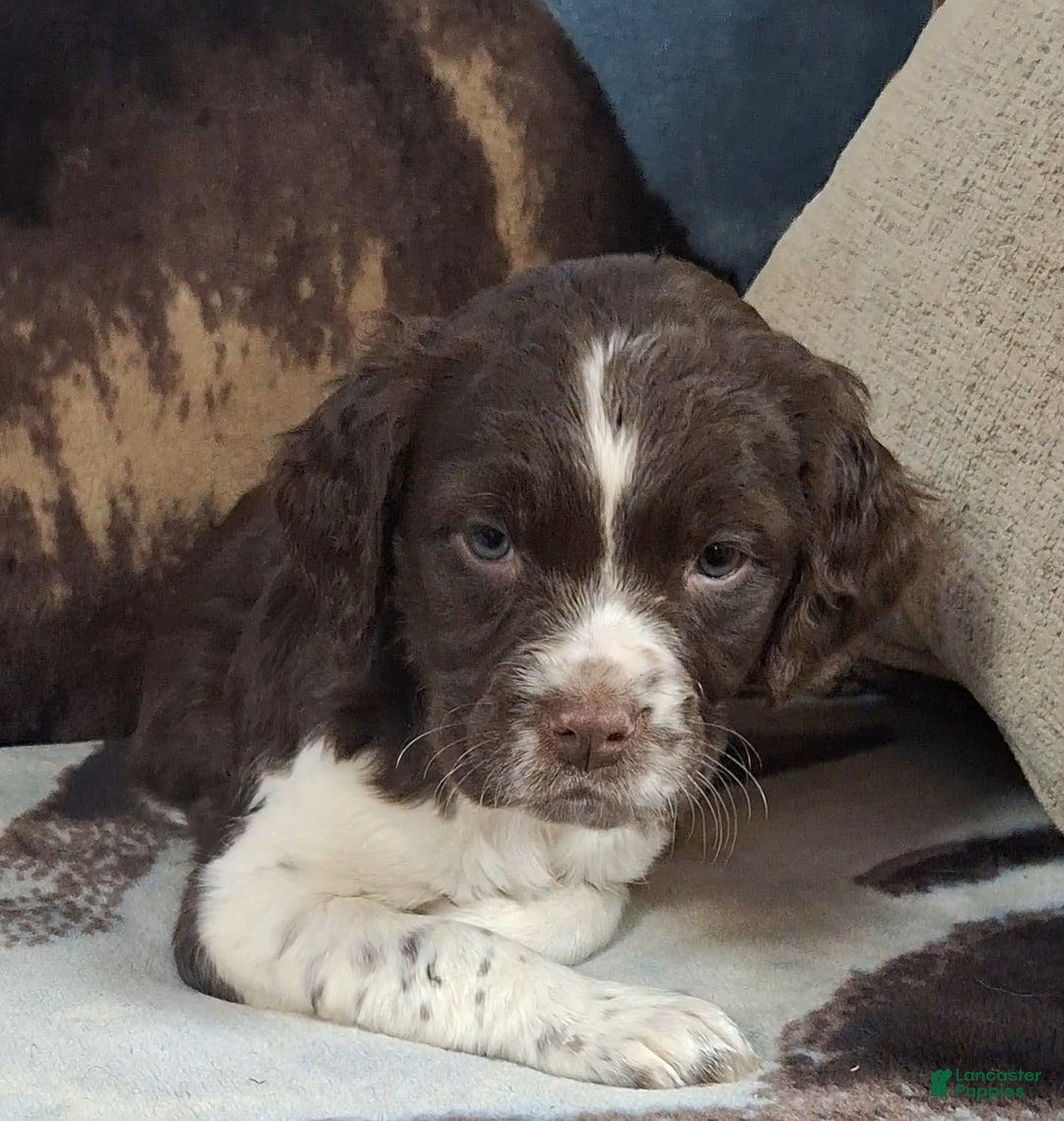 English Springer Spaniel dogs for sale: Missie - Ad 3