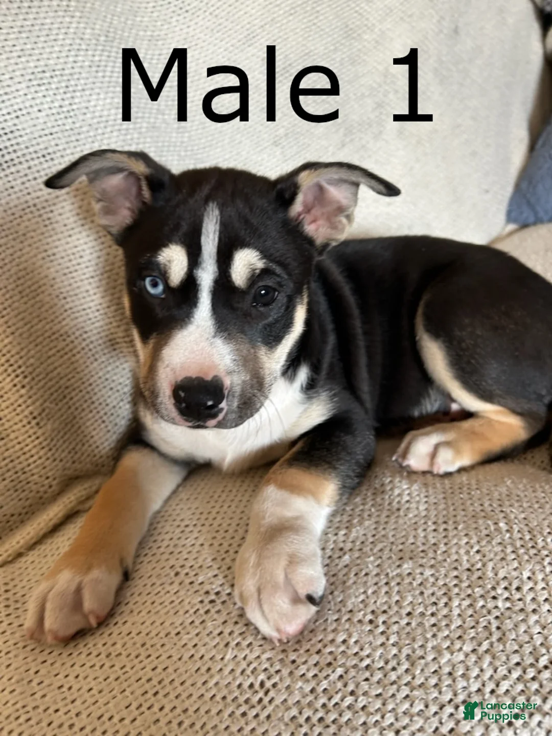 Mixed Breed dogs for sale: Mixed Breed Puppy 1 - Ad 1