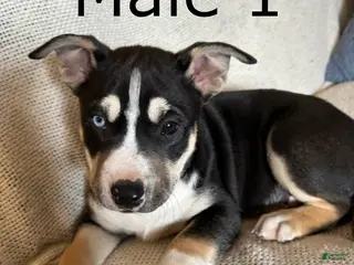 Mixed Breed dogs Mixed Breed Puppy 1 - Ad 22