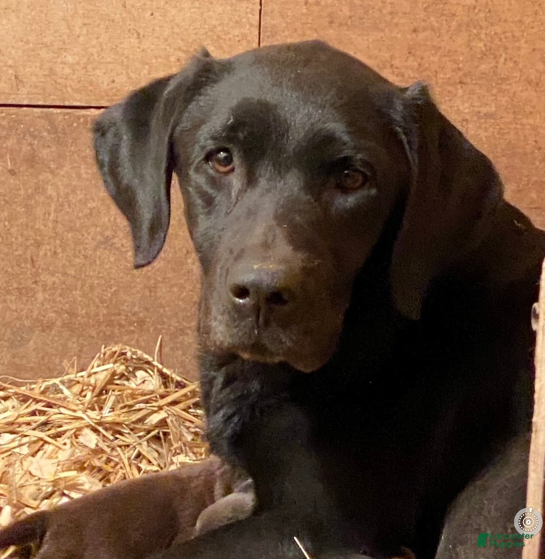 Labrador Retriever dogs Black girl 1 - Ad 2