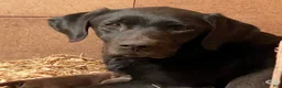 Labrador Retriever dogs for sale: Black girl 1 - Ad 2