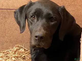 Labrador Retriever dogs Black girl 1 - Ad 2