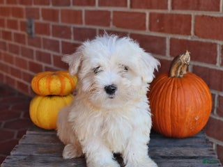 Maltese dogs - Ad 14