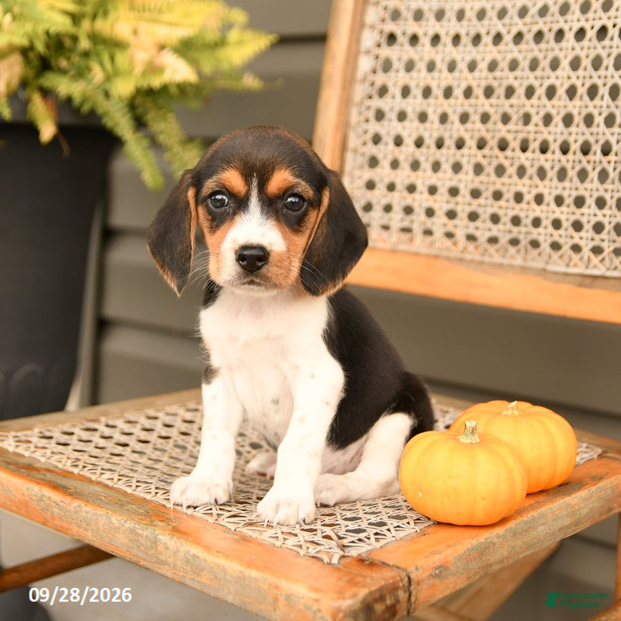 Beagle dogs Roxy - Ad 2