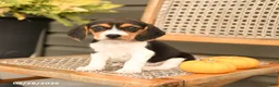 Beagle dogs for sale: Roxy - Ad 2