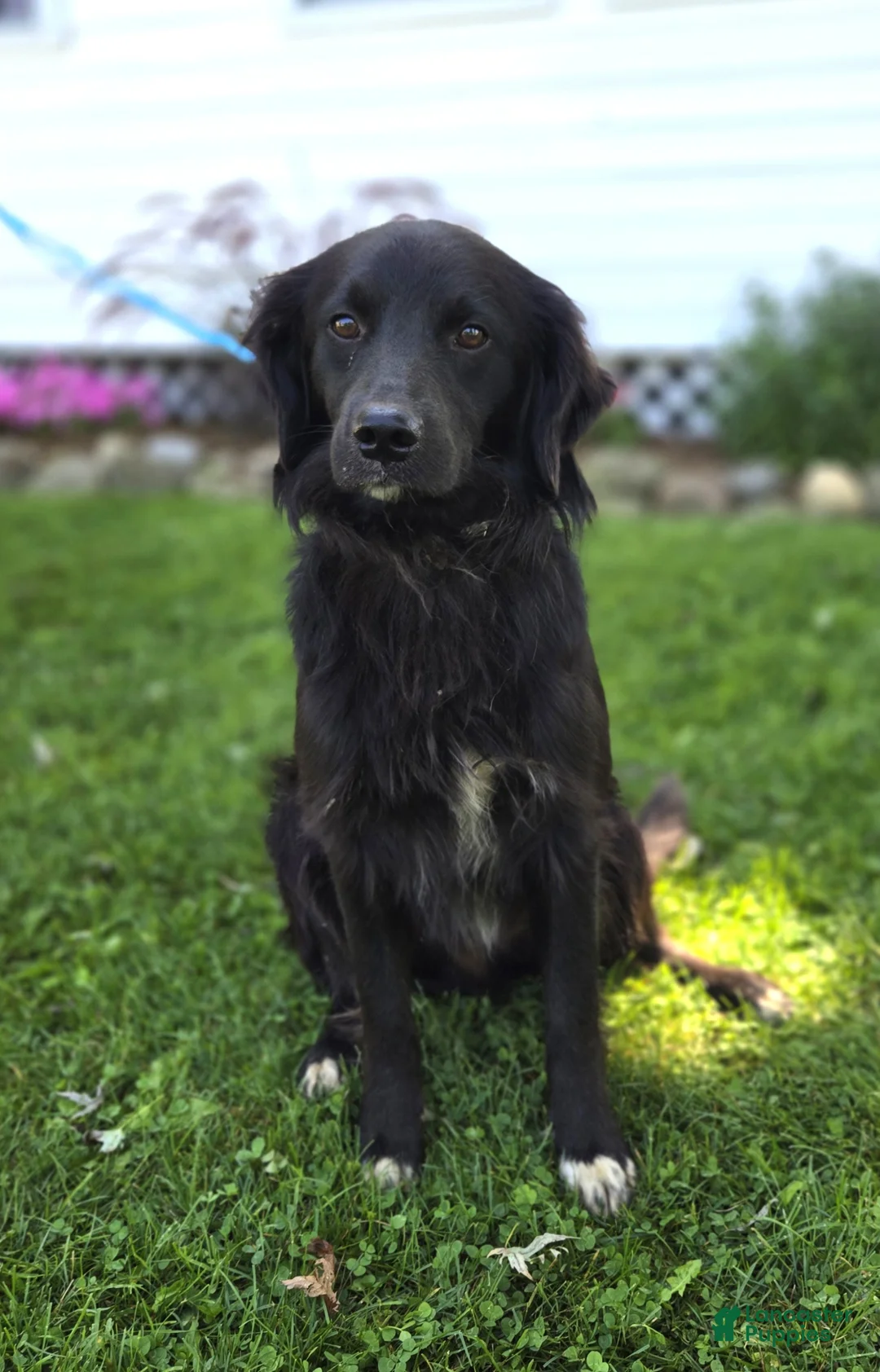 Mixed Breed dogs for sale: Trigger - Ad 6