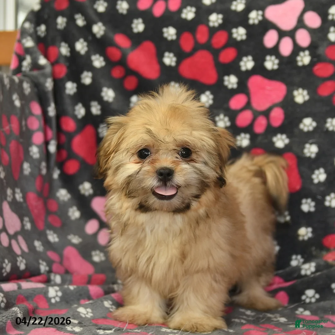 Shih Tzu dogs for sale: Zachary - Ad 1