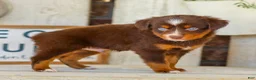 Miniature Australian Shepherd dogs for sale: Baxter - Ad 6