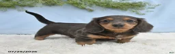 Miniature Dachshund dogs for sale: Travis - Ad 4