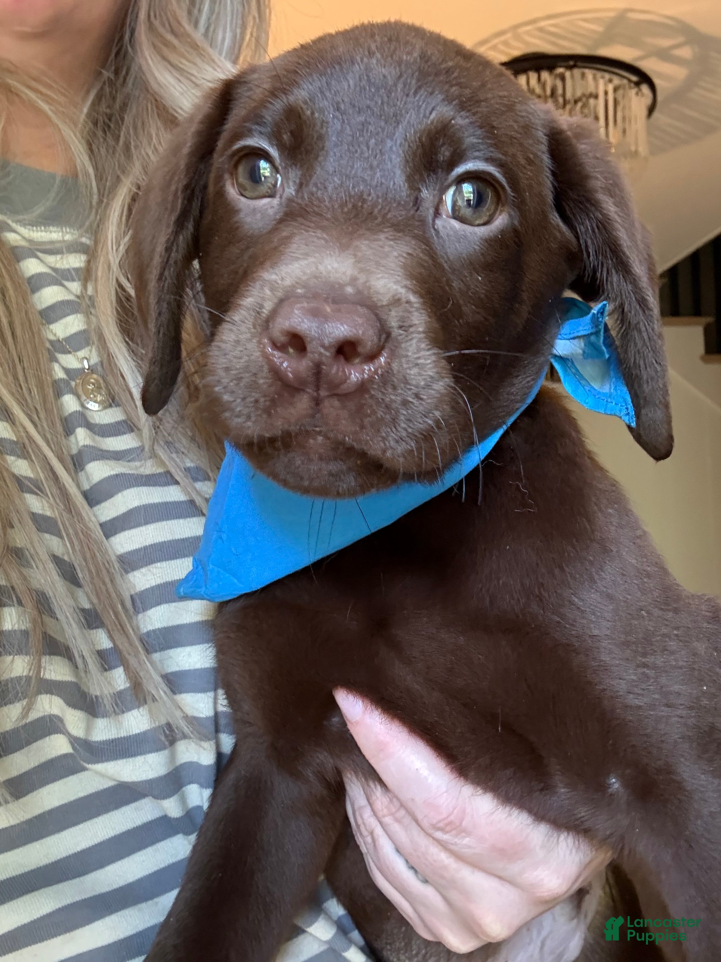 Labrador Retriever dogs Blue Collar Chocolate Male Lab Puppy - Ad 2
