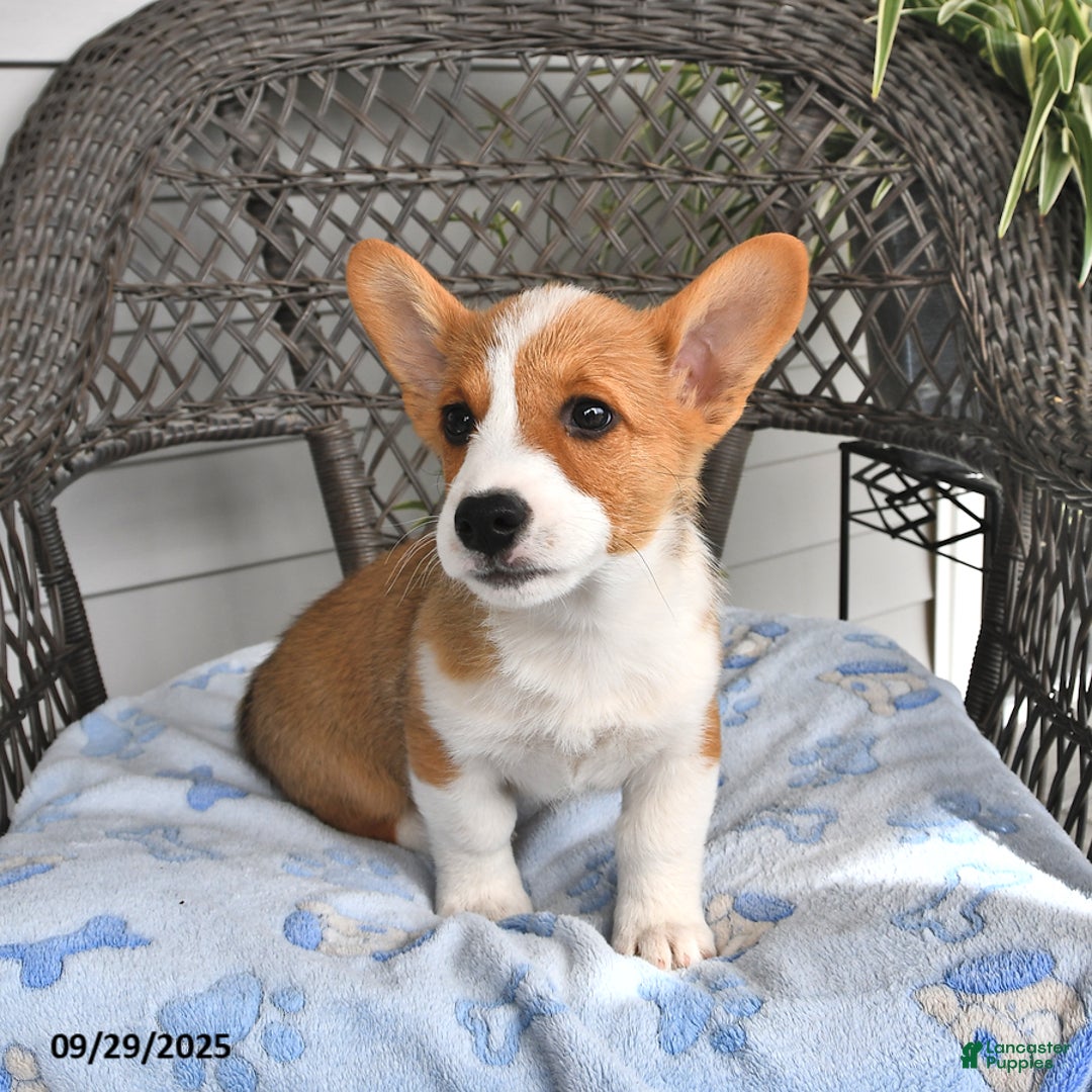 Welsh Corgi Pembroke dogs for sale: Nugget - Ad 12