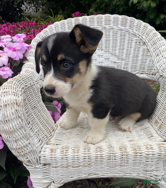 Welsh Corgi Pembroke dogs Jack - Ad 2