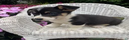 Welsh Corgi Pembroke dogs for sale: Jack - Ad 2