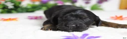 Cockapoo dogs for sale: Toffee  - Ad 3