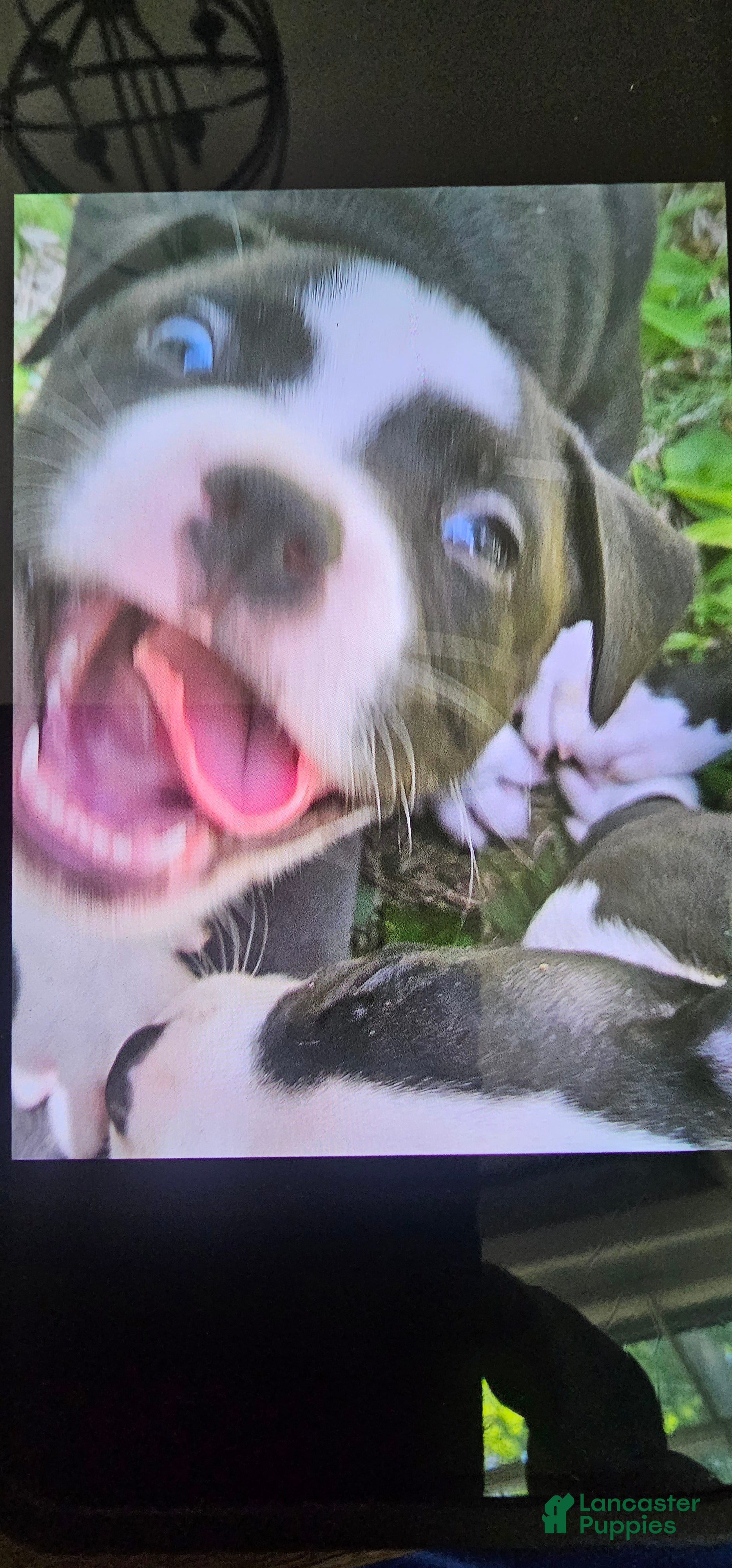 American Pit Bull Terrier dogs American Pit Bull Terrier 6 - Ad 37