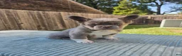 French Bulldog dogs for sale: Bella - Ad 1