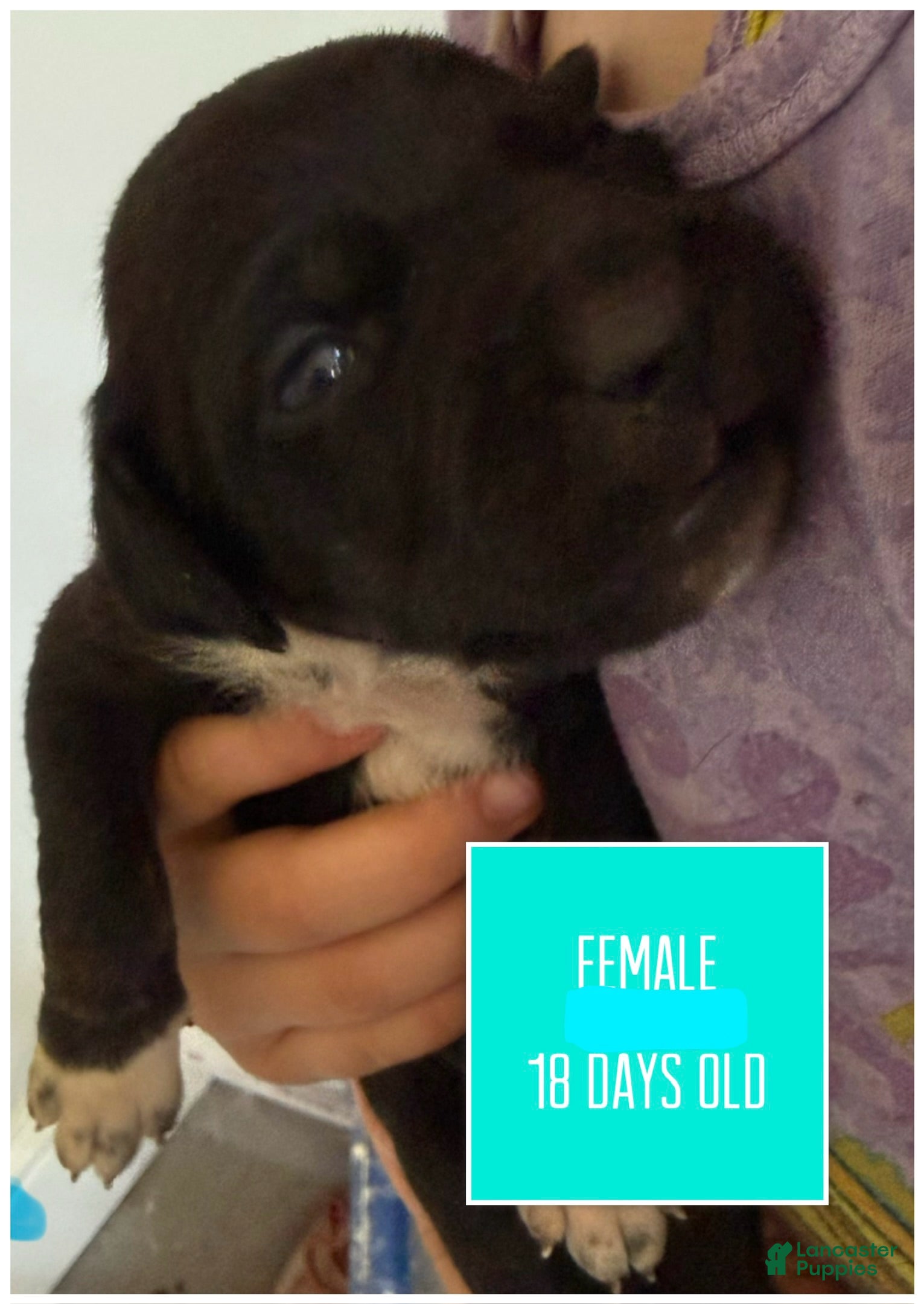 Catahoula Leopard Dog dogs Turquoise, Female - Ad 2