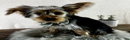 Yorkshire Terrier dogs for sale: Koby - Ad 14