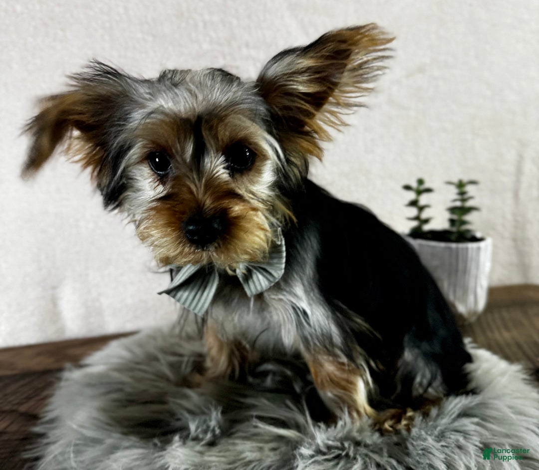 Yorkshire Terrier dogs for sale: Koby - Ad 14