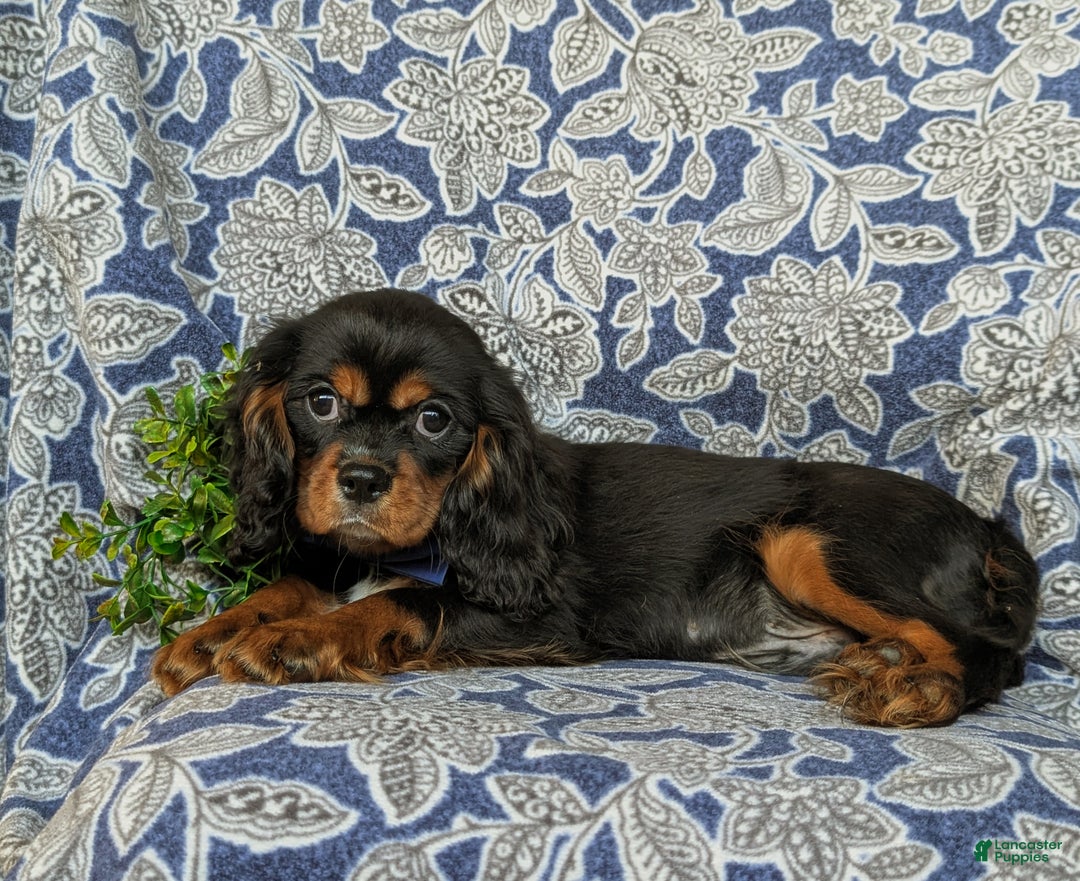Cavalier King Charles Spaniel dogs for sale: Talbot - Ad 5